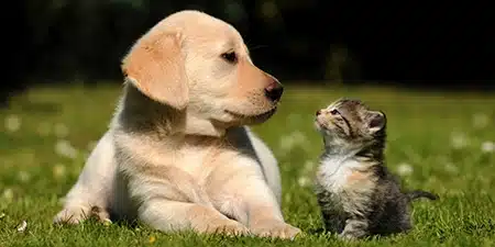animali domestici