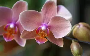 orchidea