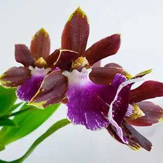 orchidea zygopetalum