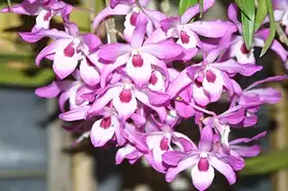 orchidea dendrobium