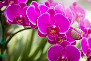 orchidea phalaenopsis